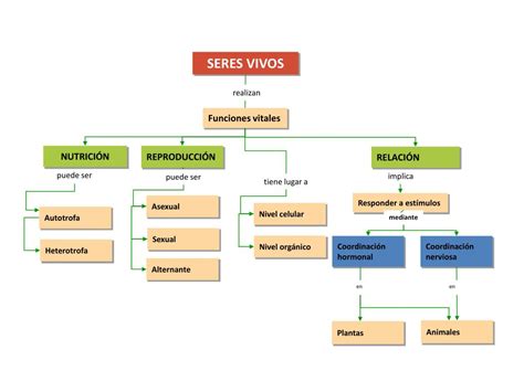 Ppt Funciones Vitales De Los Seres Vivos Powerpoint Presentation 3ab Images