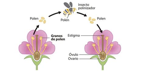 Cómo Se Reproducen Las Plantas Con Flores Proceso Y Estructuras TeleFlor