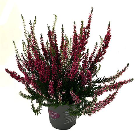 Knospenblüher Heide Verschiedene Farben Topf Ø ca 13 cm Calluna