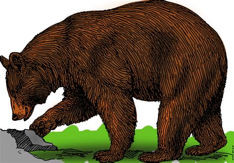 Grizzly Bear Clipart Clipground