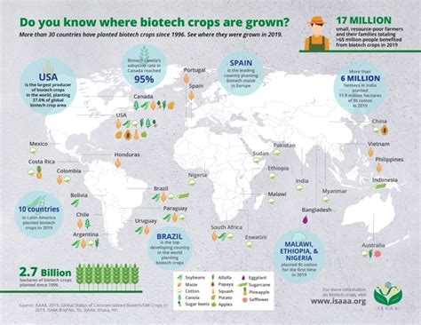 Commercially Available Biotech Crops And Where To Find Them Science