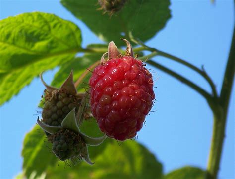 Mushy Berries Throwback At Trapper Creek