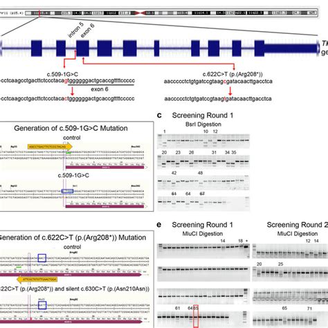 Generation Of Cln2 Disease Associated Mutations In Tpp1 In H9 Hescs