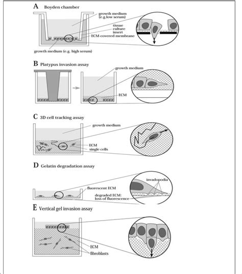 Demonstration Of The Most Commonly Used Invasion Assays Adapted From Download Scientific