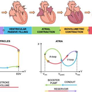 The Five Phases Of The Cardiac Cycle On The Top A Sketch Of The