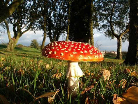 Free Amanita Muscaria Stock Photo - FreeImages.com