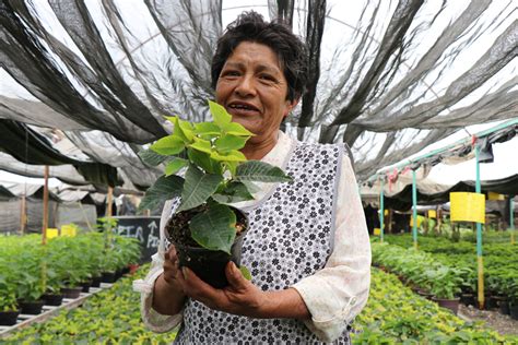 Recuperando La Floricultura En Las Chinampas De Xochimilco La