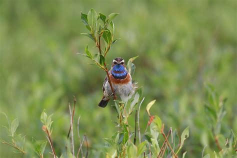 Bluethroat | Audubon Field Guide