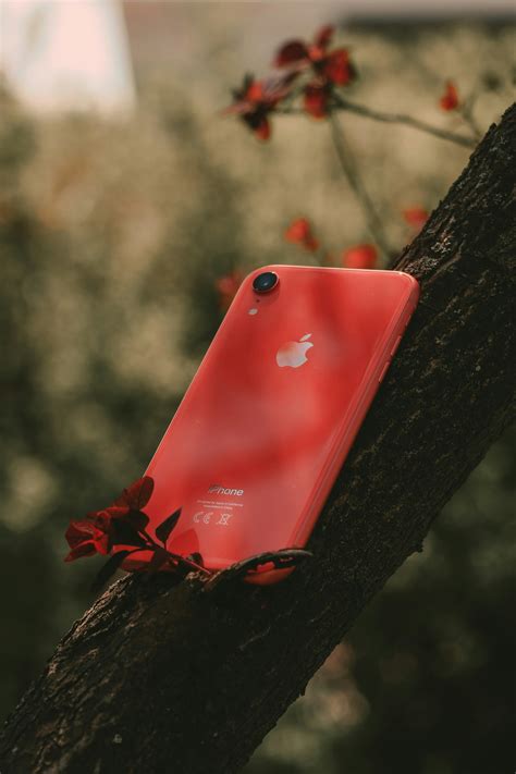 Producto Iphone 7 Rojo En árbol · Fotos de stock gratuitas