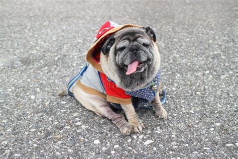 The Cute Pug Dog is Smiling, Happy. Stock Image - Image of happy ...