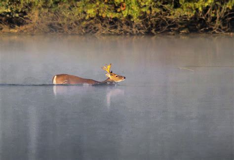 Buck Swim Photograph By Tom Strutz Fine Art America