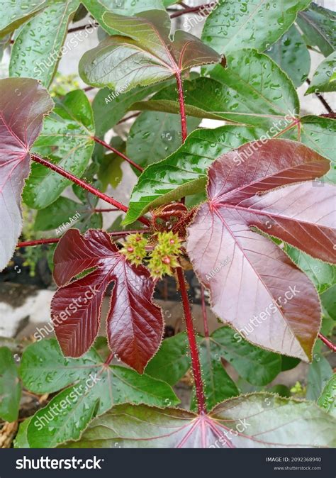 Wild Red Jatropha Gossypiifolia Plant Stock Photo Shutterstock