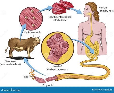 Tapeworm life cycle stock vector. Image of muscle, system - 33779676