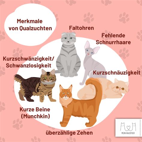 Qualzucht bei Hund und Katze Wenn Leid angezüchtet wird