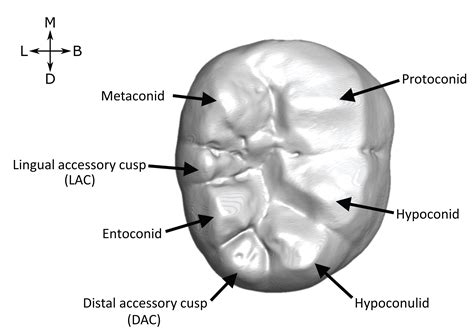 Molar Cusp Names At Florence Newton Blog