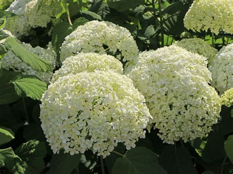 Ballhortensie Annabelle Hydrangea Arborescens Annabelle