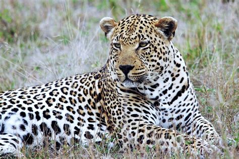 Leopard Relaxing Panthera Pardus Mala Mala Game Reserve Flickr