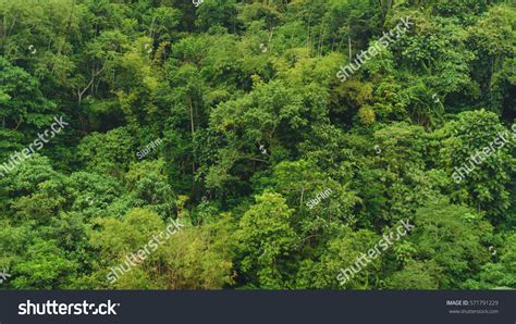 Subtropical Forest Bali Thailand Stock Photo 571791229 | Shutterstock