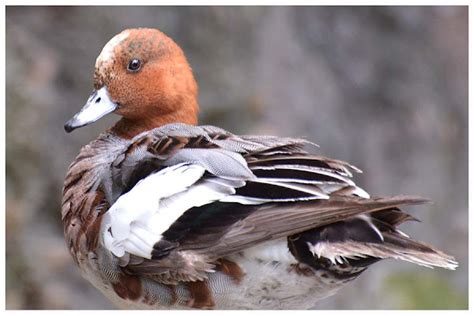 Marbled Duck Project Noah