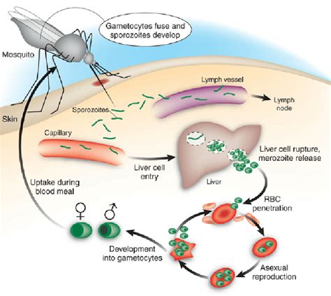 Plasmodium Malariae Sporozoites