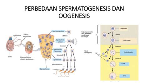 Perbedaan Spermatogenesis Dan Oogenesis Kelas IX YouTube