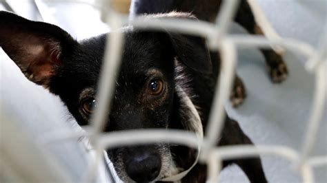 Fairfield Area Humane Society to rescue 140-plus dogs from home