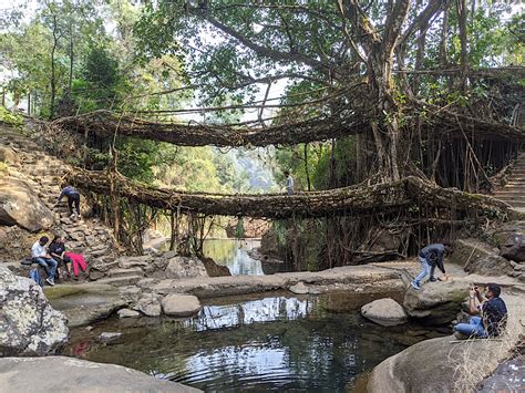 10 Fun Facts about the Living Root Bridges in Meghalaya ~ The Land of Wanderlust