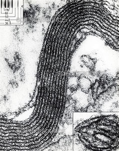 Cell Structure Myelin Sheath Tem Stock Image Science Source Images