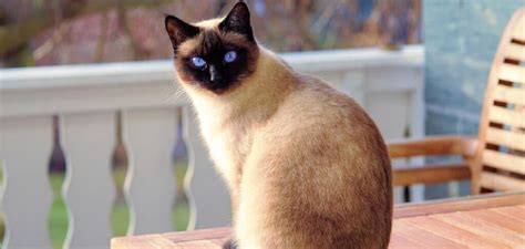 Siamese Cat Dream Meaning Explained