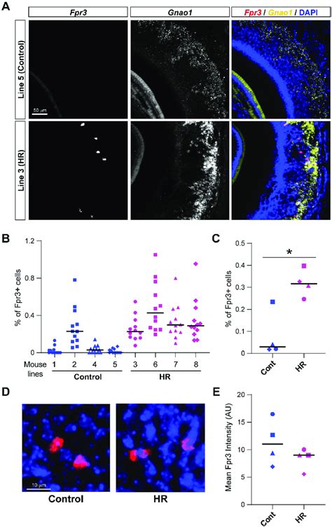 RNA Scope In Situ Hybridization Analysis Of A DE Vomeronasal Receptor