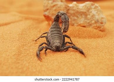 Black Desert Scorpion Saudi Arabian Desert Stock Photo 2222941787 ...