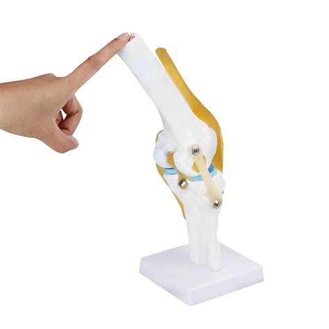 Buy Iksvmsis Knee Joint Model Knee Models For Anatomy Human Knee