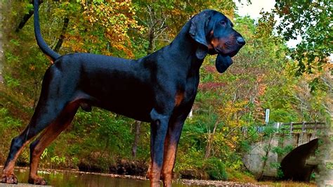 Black and Tan Coonhound - Temperament, Lifespan, Shedding, Puppy