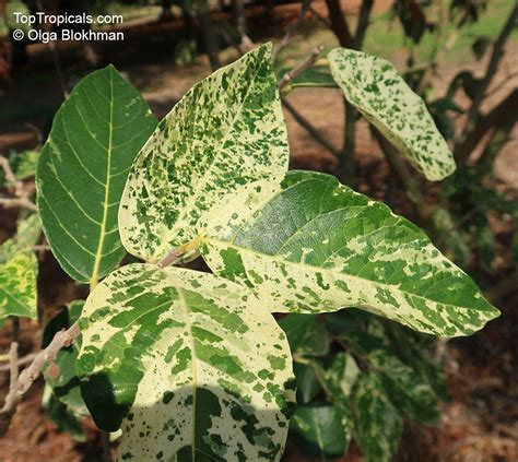 Ficus aspera, Variegated Clown Fig, Mosaic Fig