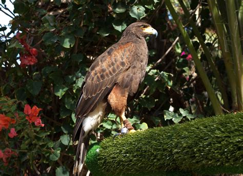 Fotos gratis pájaro animal fauna silvestre Zoo pico águila