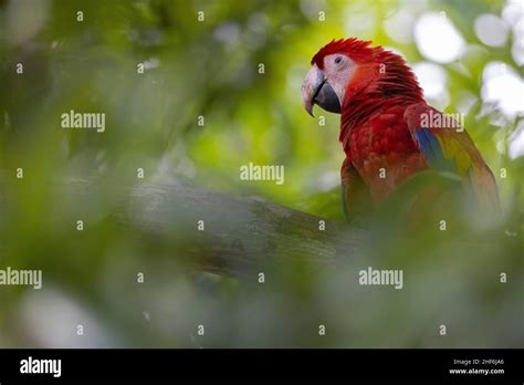 Wild Scarlet Macaw in Costa Rica Stock Photo - Alamy