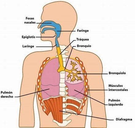 Sistem Respiratorio Flashcards Quizlet