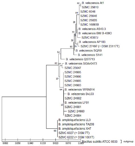 Neighbor Joining Phylogenetic Tree Based On The Concatenation Of GyrA