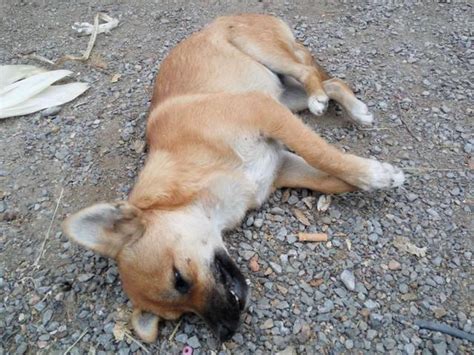 那只被泰迪搞怀孕的母狗死了，突然乱跑乱叫吐白沫抽搐！倒地死亡