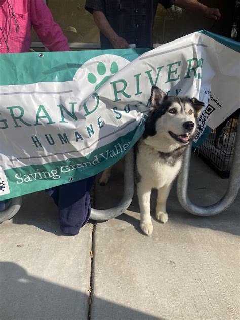 Eagle Valley Humane Society - Update: Gina has found a holiday foster