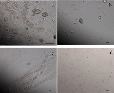 Morphological Characteristics Of Phytophthora Nicotianae A Different