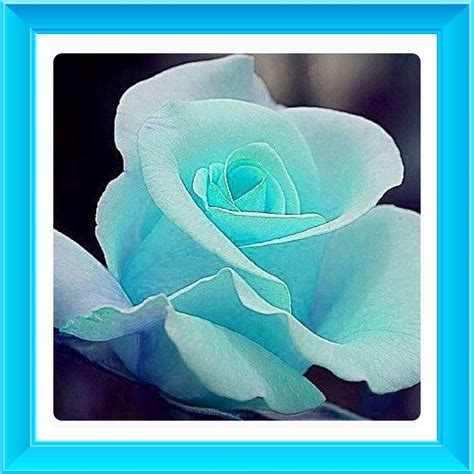 Tiffany Blue Rose Does This Color Rose Exist Or Is It Dyed