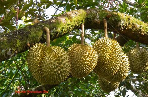 17 Cara Mudah Menanam Durian Agar Cepat Berbuah REFERENSI ILMU