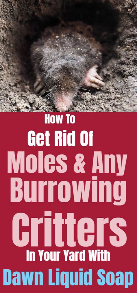 How To Get Rid Of Moles And Burrowing Creatures Get Rid Of Chipmunks