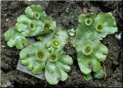 Liverworts - Botany 130 with Walsh/cameron/clayton at University of Wisconsin - Madison - StudyBlue