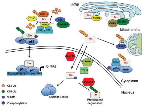 Viruses Special Issue Viruses And The Ubiquitin Proteasome System