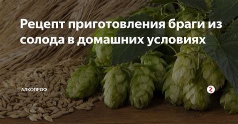Рецепт приготовления браги из солода в домашних условиях | Алкопроф | Дзен