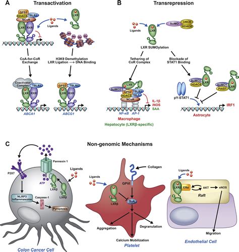 Figure 1 From The Challenges And Promise Of Targeting The Liver X