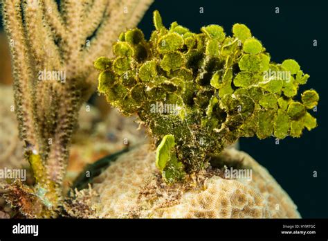 halimeda algae high resolution stock photography  images alamy