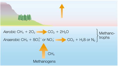 Carbon And Nitrogen Cycle Flashcards Quizlet